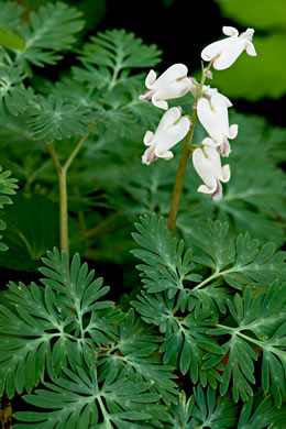 image of Dicentra canadensis, Squirrel Corn