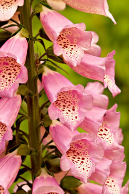 image of Digitalis purpurea, Digitalis, Common Foxglove, Purple Foxglove