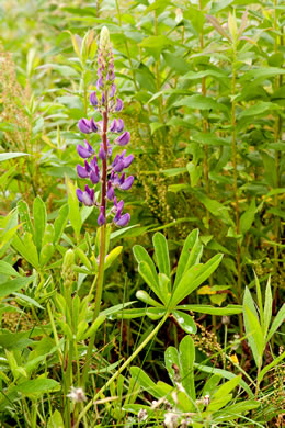 Northern Sundial Lupine