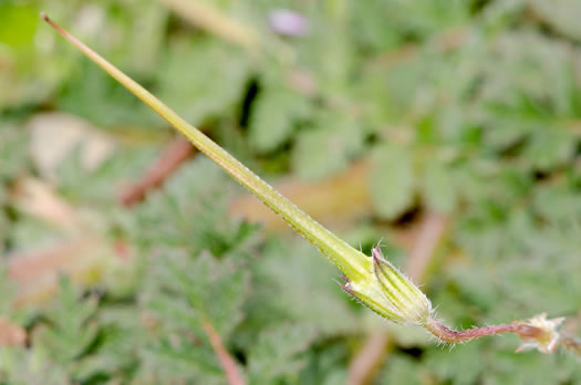 image of Erodium cicutarium, Common Storksbill, Redstem Storksbill, Heronsbill, Redstem Filaree