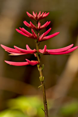 image of Erythrina herbacea, Coral-bean, Cardinal-spear