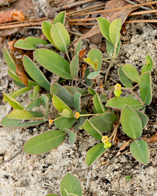 image of Euphorbia ipecacuanhae, Carolina Ipecac, Wild Ipecac, American Ipecac