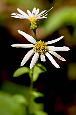 Eurybia mirabilis, Piedmont Aster, Bouquet Aster