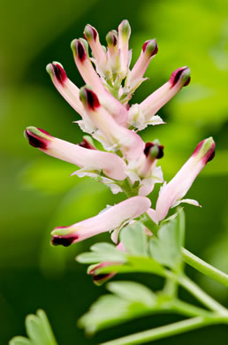 Fumaria officinalis, Fumitory, Earthsmoke