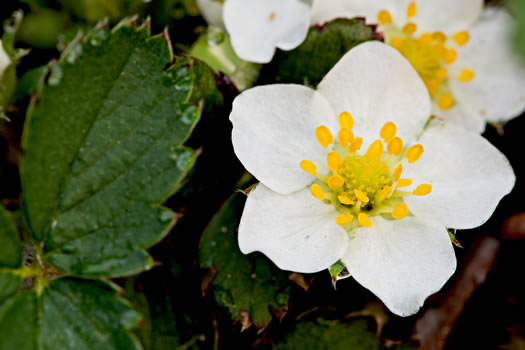 image of Fragaria virginiana, Wild Strawberry