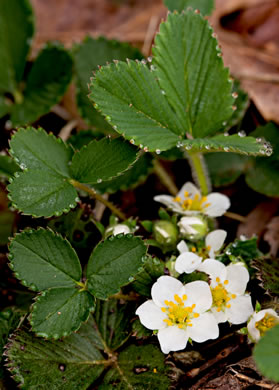 image of Fragaria virginiana, Wild Strawberry