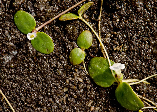 image of Gratiola amphiantha, Pool-sprite, Snorkelwort, Little Amphianthus