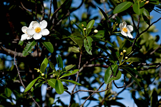 image of Gordonia lasianthus, Loblolly Bay, Gordonia