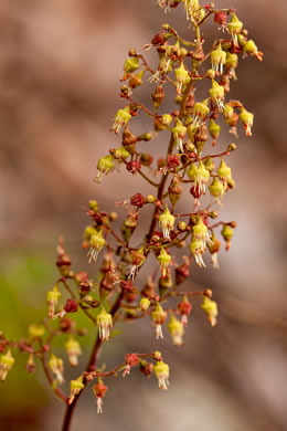 image of Heuchera americana, American Alumroot