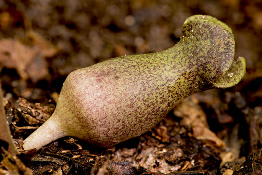 image of Hexastylis arifolia, Little Brown Jug, Arrowhead Heartleaf, Arrowleaf Heartleaf, Pigs