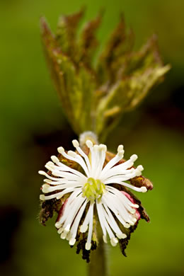 image of Hydrastis canadensis, Goldenseal