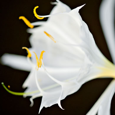 image of Hymenocallis coronaria, Rocky-shoals Spiderlily, Catawba Spiderlily, Carolina Spiderlily, Cahaba Lily