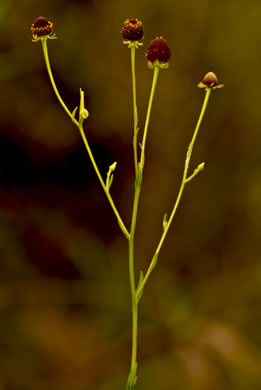 image of Helenium flexuosum, Purplehead Sneezeweed, Southern Sneezeweed