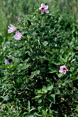 image of Hibiscus grandiflorus, Large-flowered Hibiscus, Swamp Rose Mallow, Swamp Hibiscus