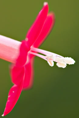 image of Ipomoea quamoclit, Cypress-vine