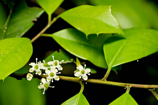 image of Ilex opaca, American Holly, Christmas Holly