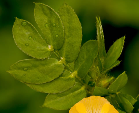 image of Kallstroemia maxima, Greater Caltrop