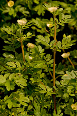 image of Kallstroemia maxima, Greater Caltrop