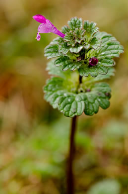 image of Lamium amplexicaule var. amplexicaule, Henbit, Henbit Deadnettle