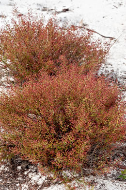 image of Lechea deckertii, Deckert's Pinweed