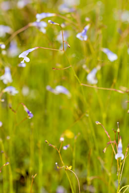 image of Lindernia monticola, Flatrock Pimpernel, Riverbank Pimpernel, False Pimpernel, Piedmont Pimpernel