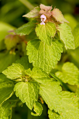 image of Lamium purpureum, Purple Deadnettle, Red Deadnettle, Purple Archangel