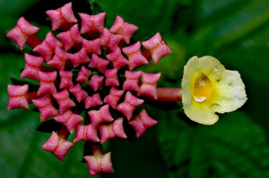 image of Lantana strigocamara, Common Lantana, Hedgeflower