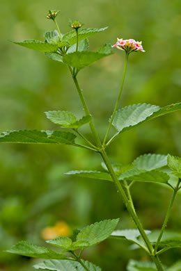 image of Lantana strigocamara, Common Lantana, Hedgeflower