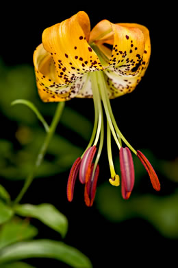 image of Lilium michauxii, Carolina Lily, Michaux’s Lily