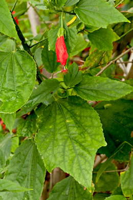 image of Malvaviscus arboreus, Wax Mallow