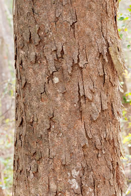 image of Magnolia grandiflora, Southern Magnolia, Bull Bay