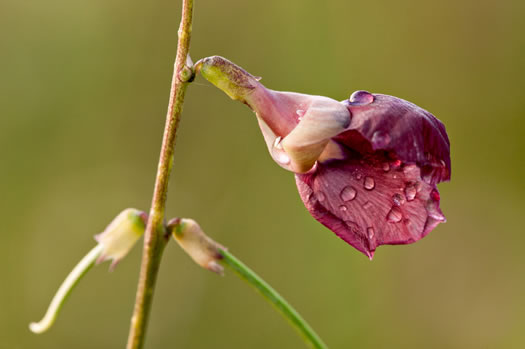 image of Macroptilium lathyroides, Phasey Bean, Wild Bushbean