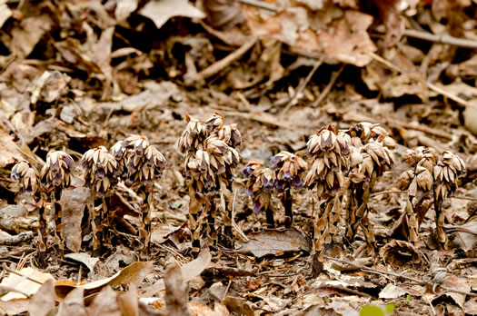 image of Monotropsis odorata, Appalachian Pygmy Pipes, Sweet Pinesap