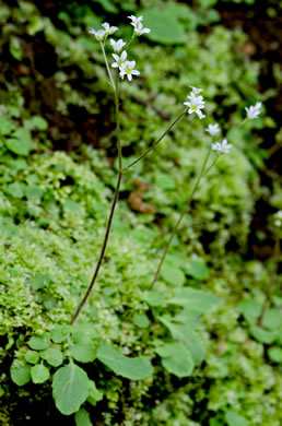 image of Micranthes virginiensis, Early Saxifrage