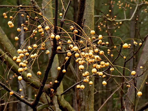 image of Melia azedarach, Chinaberry, Pride-of-India