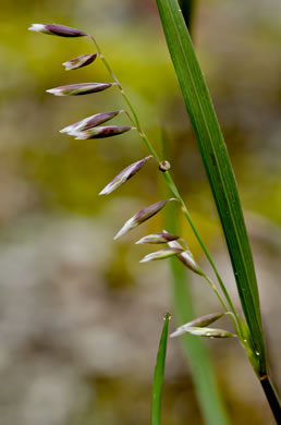 image of Melica mutica, Two-flower Melicgrass