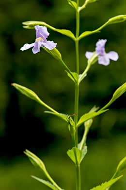 image of Mimulus ringens var. ringens, Allegheny Monkeyflower, Square-stemmed Monkeyflower