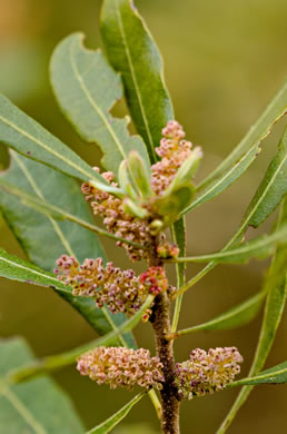 catkin