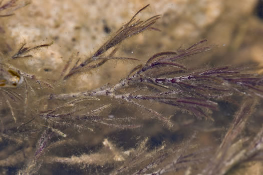 Najas guadalupensis var. guadalupensis, Southern Naiad, Southern Waternymph, Common Naiad