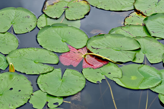 Fragrant White Water-lily