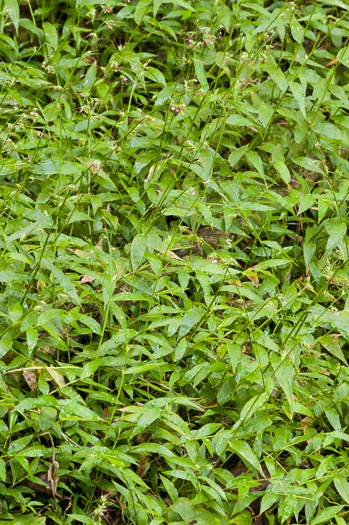 image of Oplismenus setarius, Shortleaf Basketgrass, Woods-grass, Bristle Basketgrass