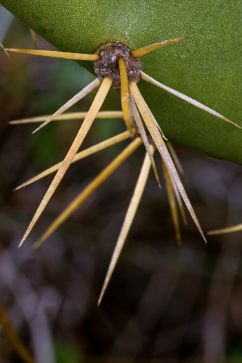 image of Opuntia stricta var. dillenii, Coastal Prickly-pear, Shell Midden Prickly-pear, Yaaxpakan, Erect Prickly-pear