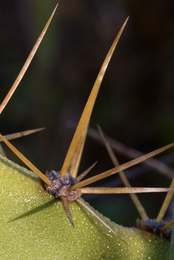 spines