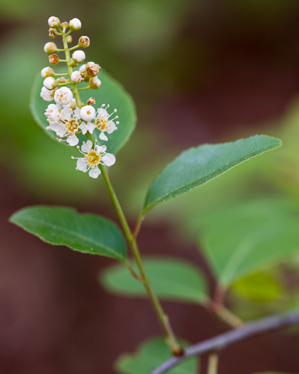 image of Prunus alabamensis, Alabama Black Cherry