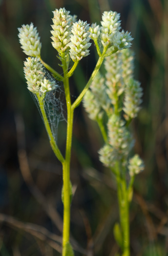 image of Polygala balduinii, White Milkwort, Baldwin's Milkwort