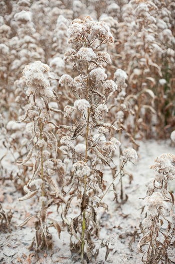 image of Pluchea camphorata, Common Camphorweed, Camphor Pluchea, Marsh Fleabane