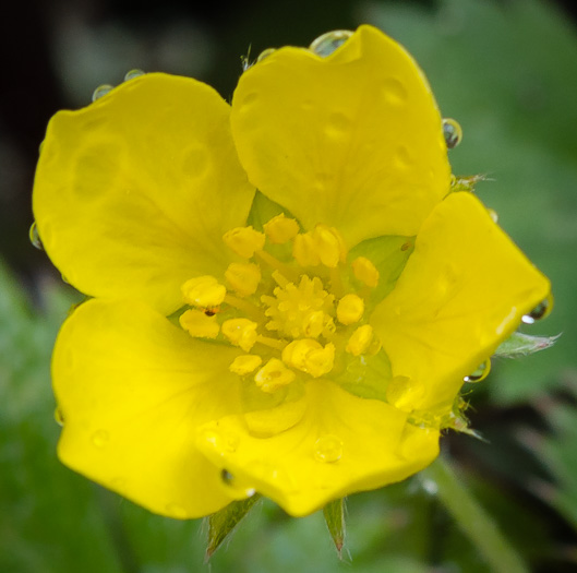 image of Potentilla canadensis, Dwarf Cinquefoil, Running Five-fingers