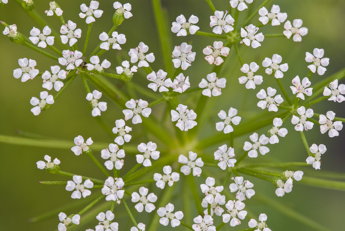 image of Ptilimnium capillaceum, Eastern Bishopweed, Atlantic Bishopweed, Mock Bishopweed, Atlantic Mock Bishop's Weed