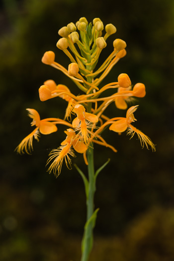 image of Platanthera ciliaris, Yellow Fringed Orchid