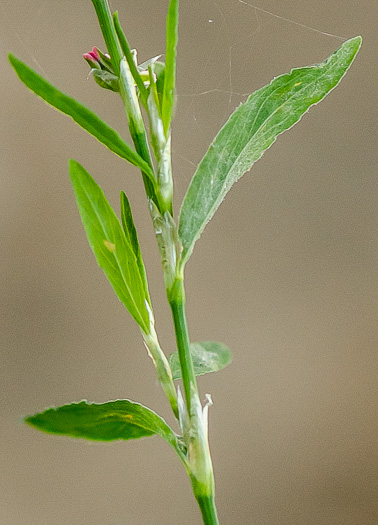 image of Polygonum erectum, Erect Knotweed